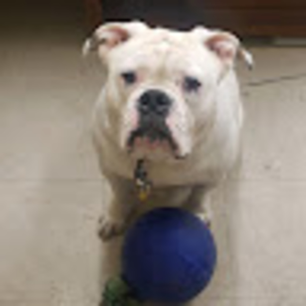 Meet your Posher, Pete -